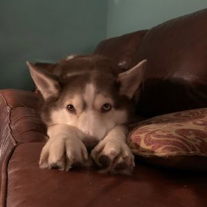 Meet your Posher, Matthew